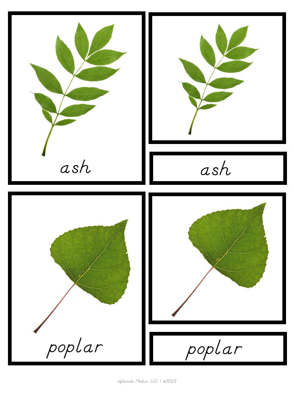 [3 Part Cards] Types of Leaves - Printables by Carrots Are Orange