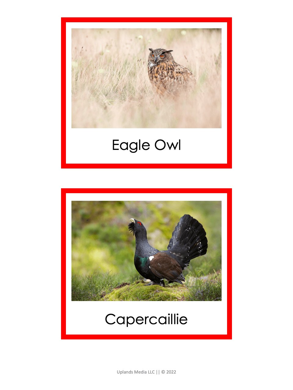 [Geography] Animals of the World by Continent - Printables by Carrots Are Orange