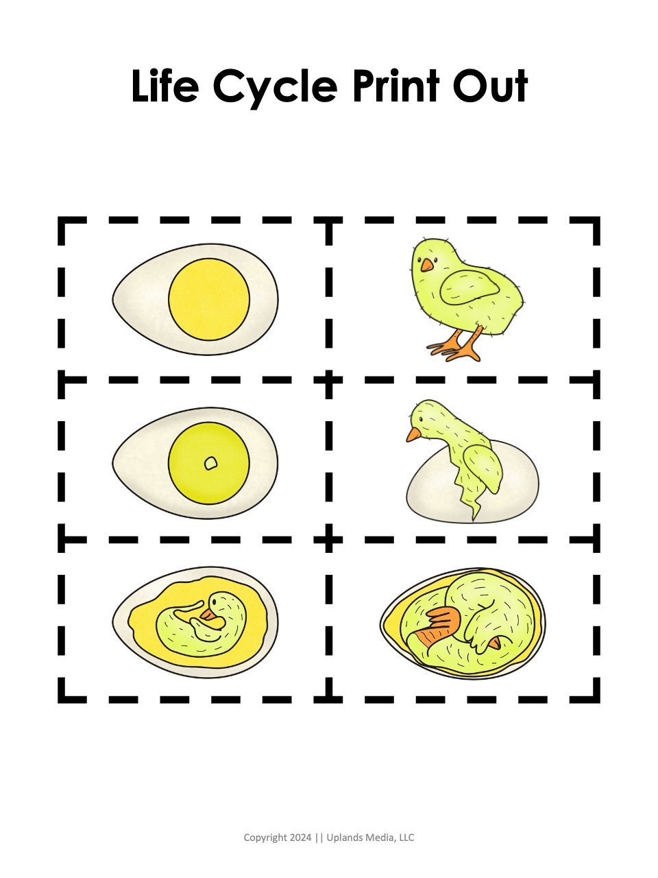 🐣 Life Cycle Activities [Chicken Theme] - Printables by Carrots Are Orange
