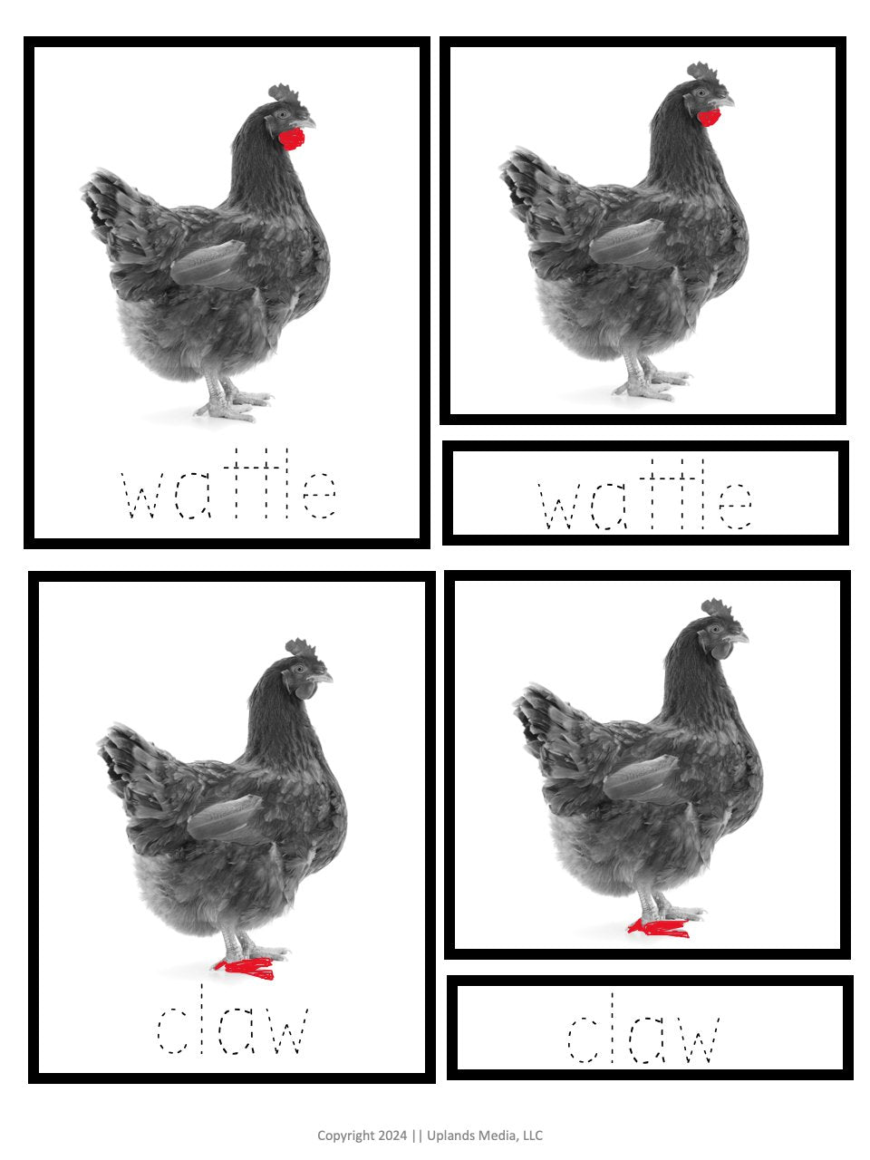 [3 Part Cards] Parts of a Chicken - Printables by Carrots Are Orange