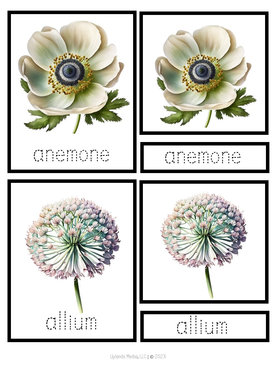 [3 Part Cards] Types of Flowers - Printables by Carrots Are Orange