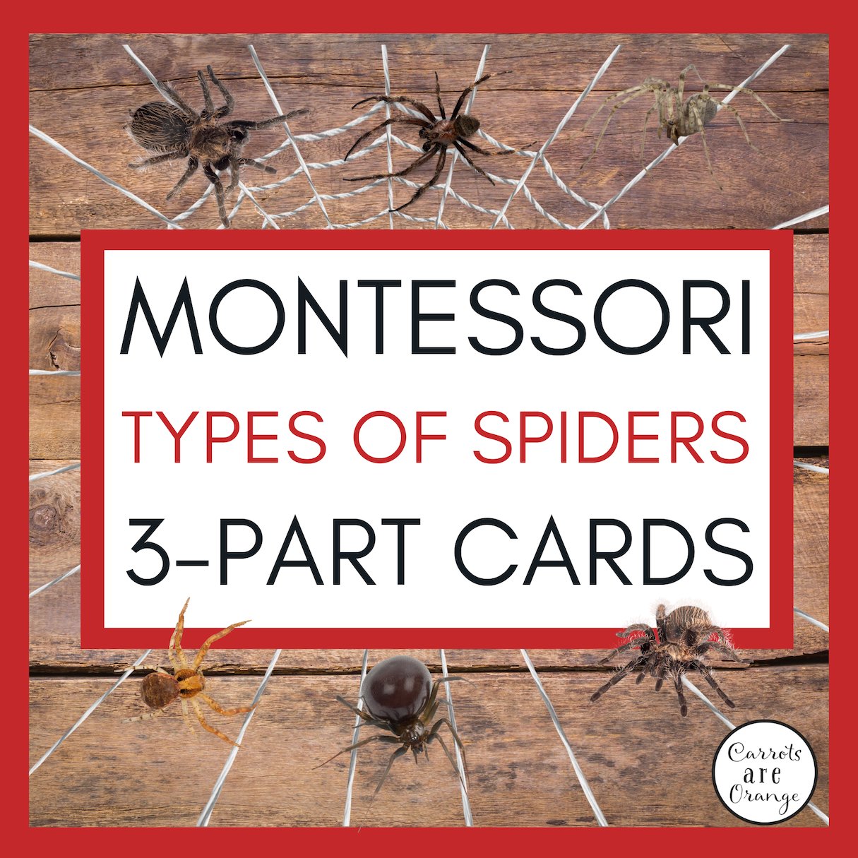 [3 Part Cards] Types of Spiders - Printables by Carrots Are Orange