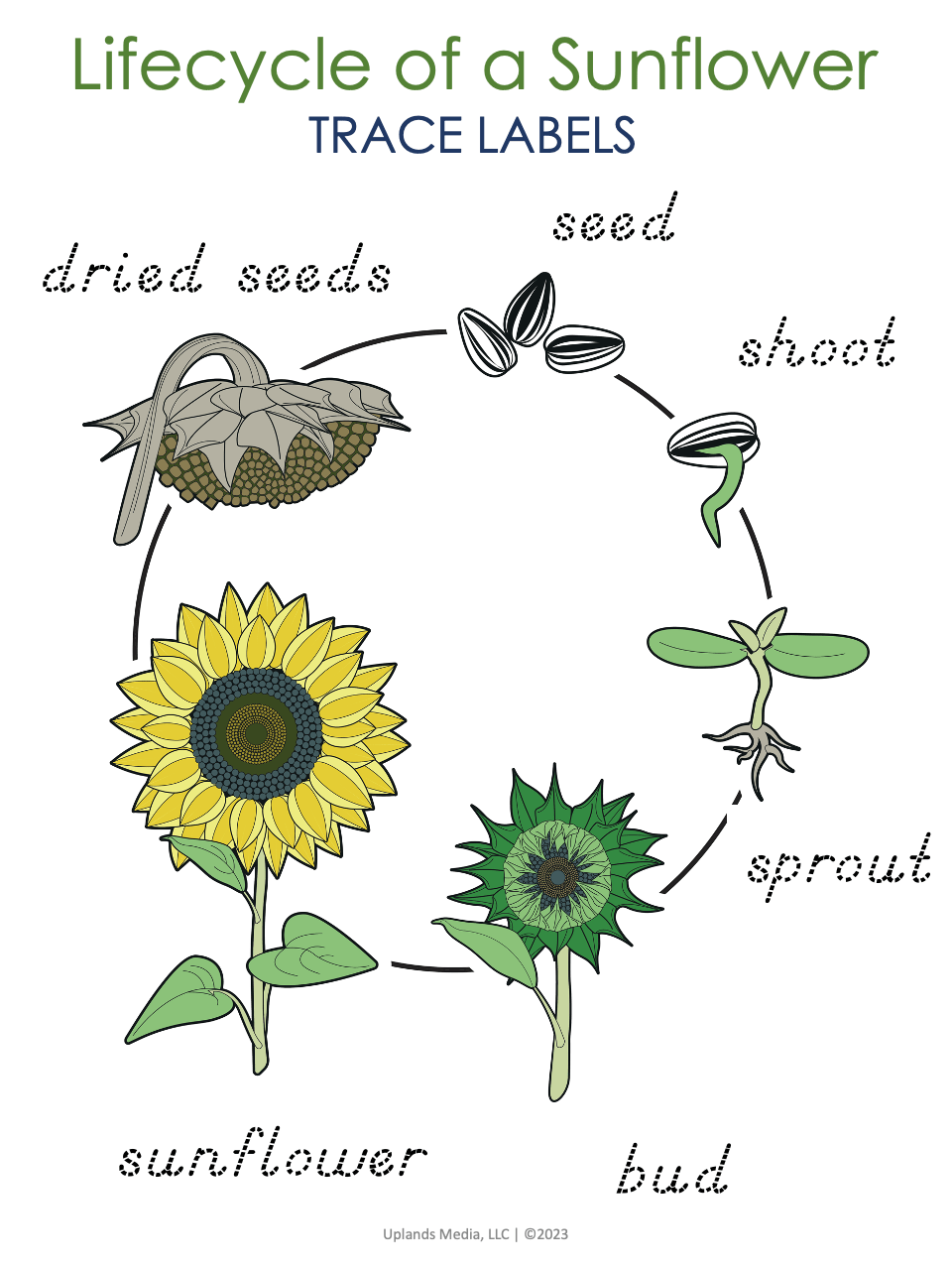 [Activities Pack] Flower Theme - Printables by Carrots Are Orange