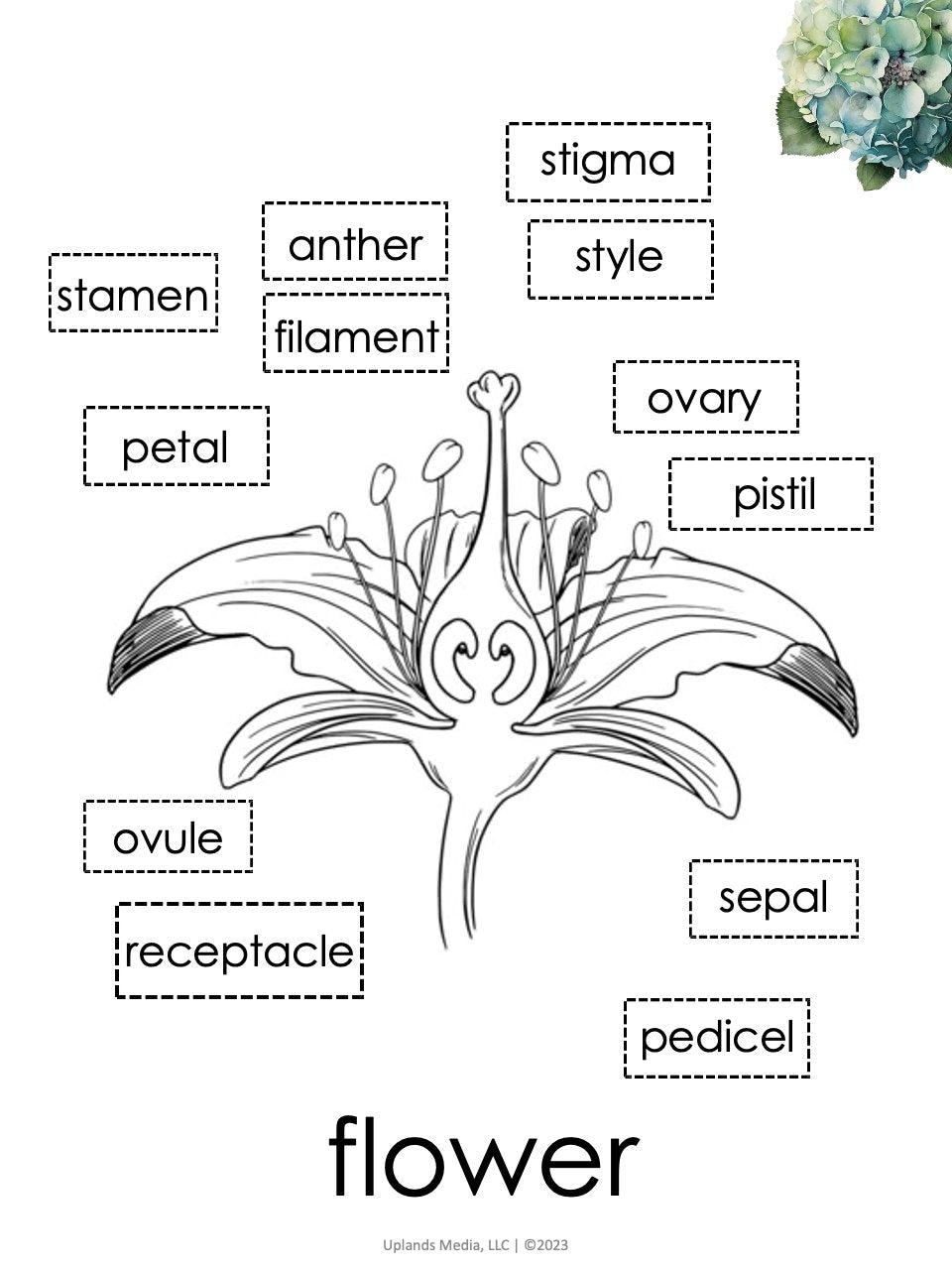 [Activities Pack] Flower Theme - Printables by Carrots Are Orange