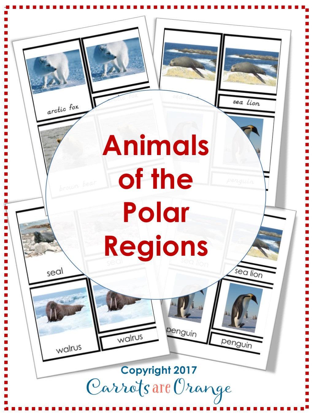 [Geography] 3 Part Cards - Animal Habitats - Animals of the Polar Regions - Printables by Carrots Are Orange