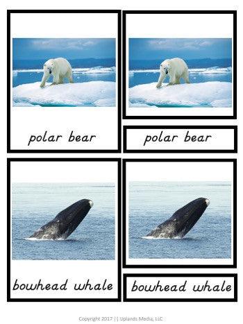[Geography] 3 Part Cards - Animal Habitats - Animals of the Polar Regions - Printables by Carrots Are Orange