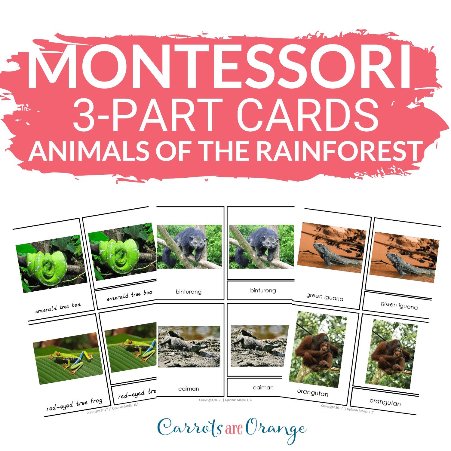 [Geography] 3 Part Cards - Animal Habitats - Animals of the Rainforest - Printables by Carrots Are Orange