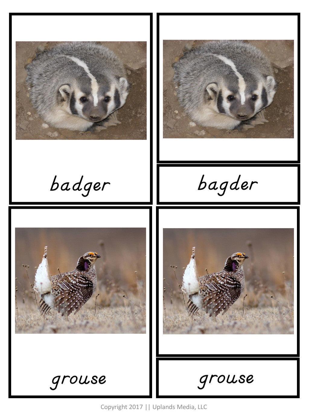 [Geography] 3 Part Cards - Animal Habitats - Animals of the Temperate Grassland - Printables by Carrots Are Orange