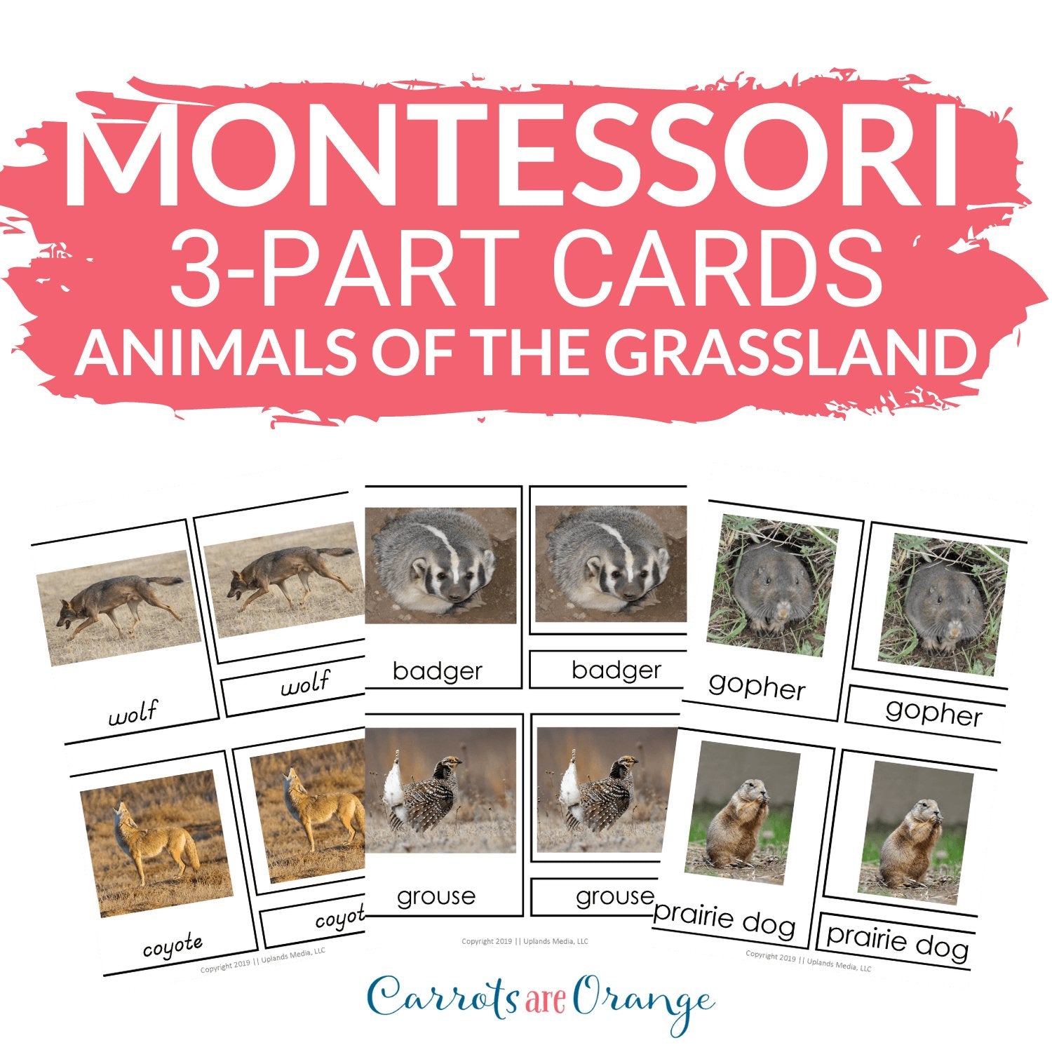 [Geography] 3 Part Cards - Animal Habitats - Animals of the Temperate Grassland - Printables by Carrots Are Orange