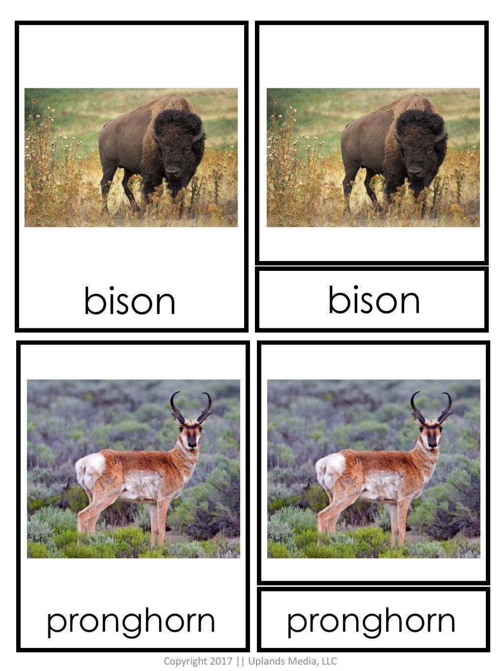 [Geography] 3 Part Cards - Animal Habitats - Animals of the Temperate Grassland - Printables by Carrots Are Orange