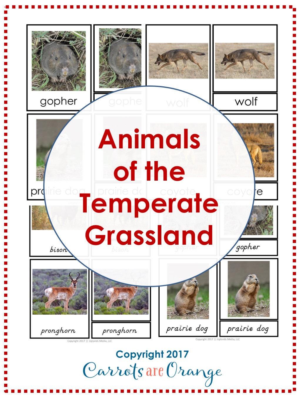 [Geography] 3 Part Cards - Animal Habitats - Animals of the Temperate Grassland - Printables by Carrots Are Orange