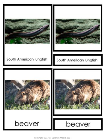 [Geography] 3 Part Cards - Animal Habitats - Animals of the Wetlands - Printables by Carrots Are Orange