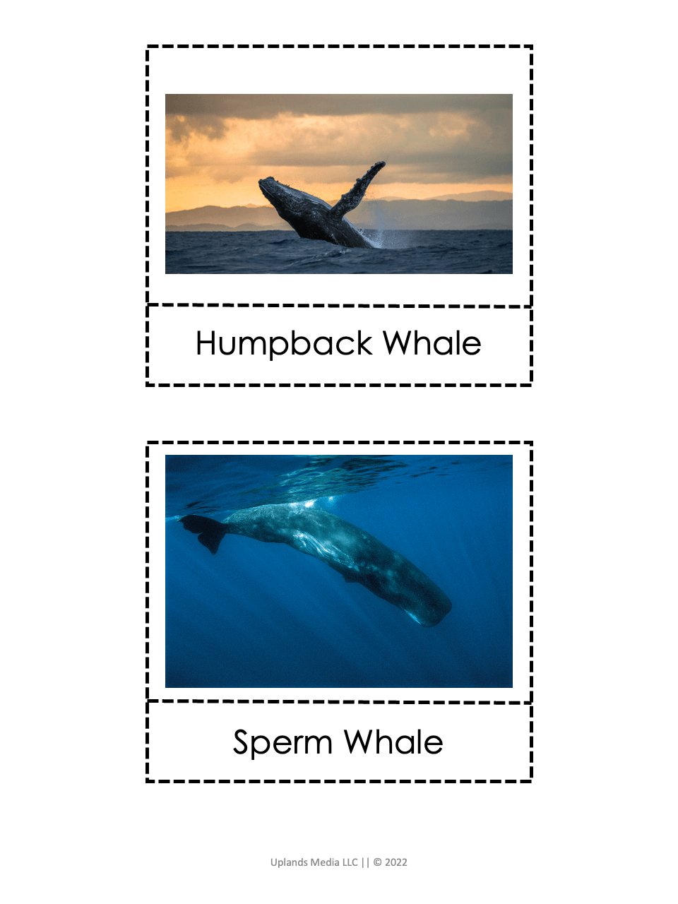 [Geography] Animals of the World by Continent - Printables by Carrots Are Orange