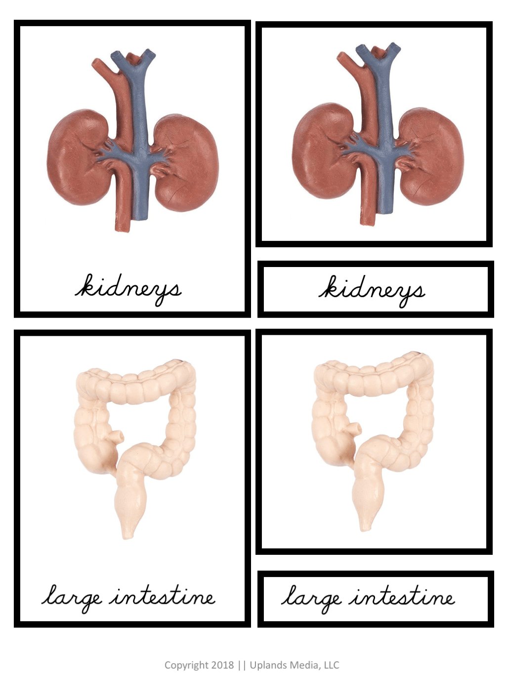 🧠 Human Organs - Printables by Carrots Are Orange