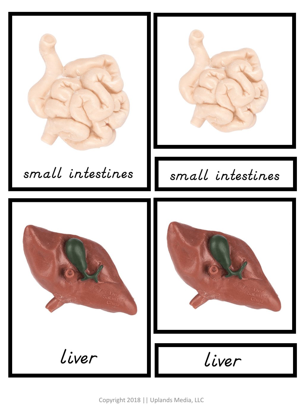 🧠 Human Organs - Printables by Carrots Are Orange