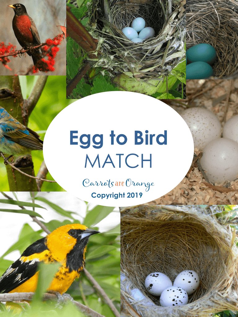 [Life Science] Bird to Egg Matching Activity - Printables by Carrots Are Orange