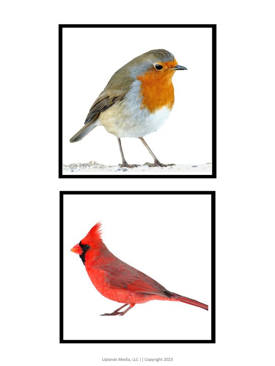 [Pre-Reading] Small to Large Matching - Printables by Carrots Are Orange