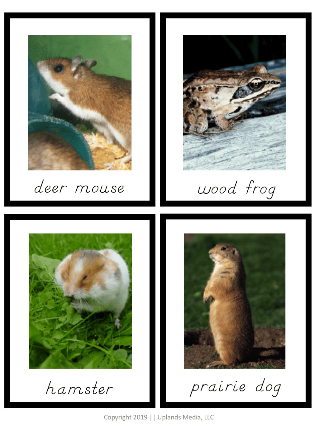Winter Animals - Migrators, Hibernators, and Adaptors Sort - Printables by Carrots Are Orange