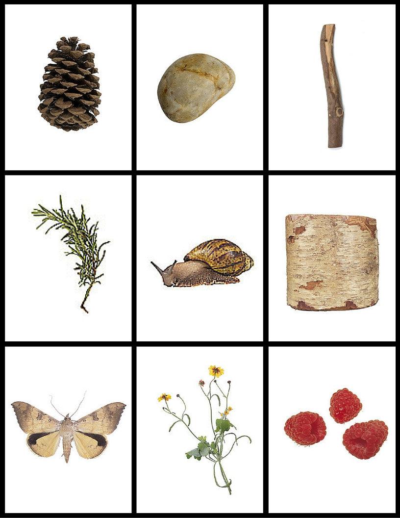 Early Math: Fetch Cards with a Nature Theme - Carrots Are Orange - 2